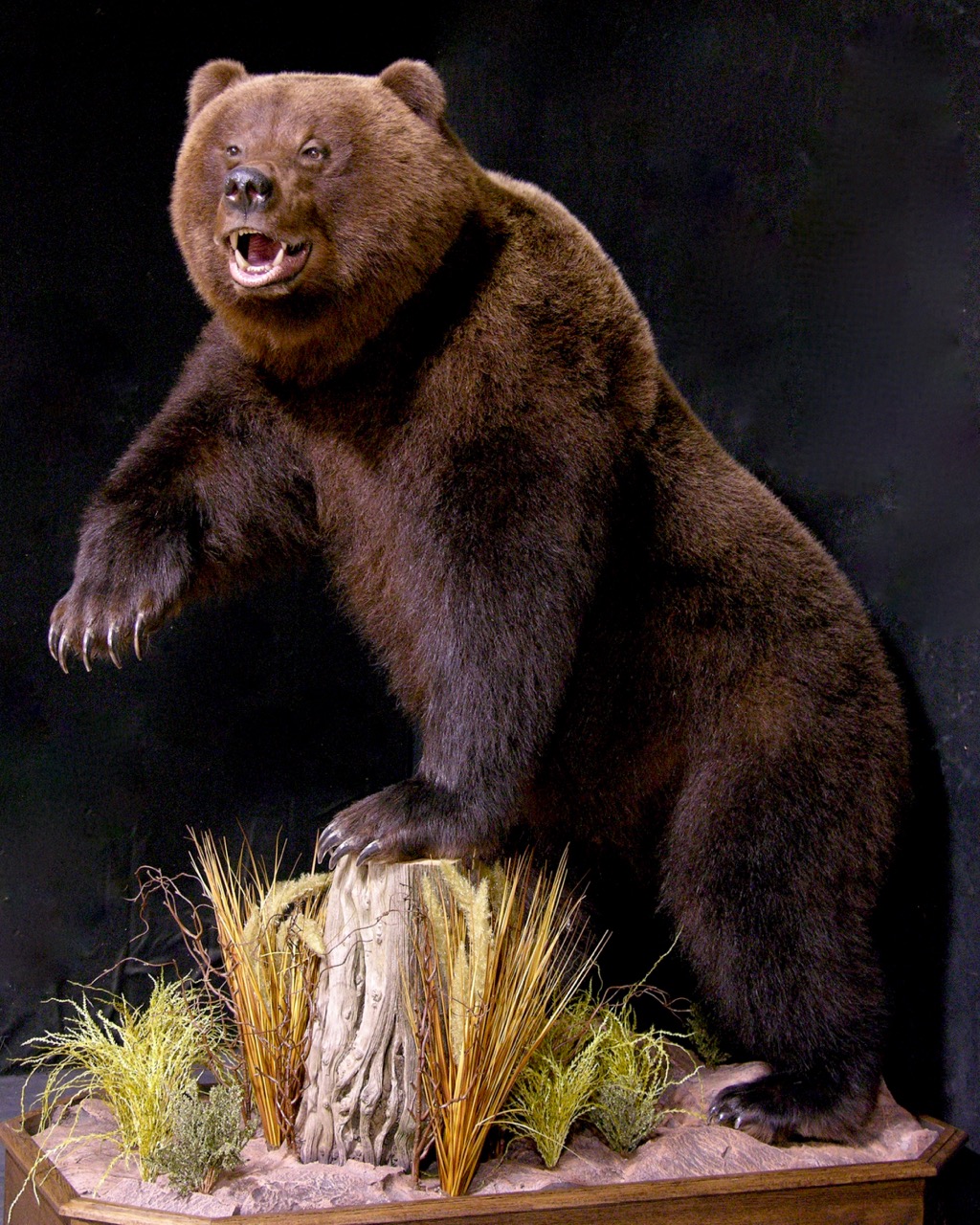 brown bear mounts for sale