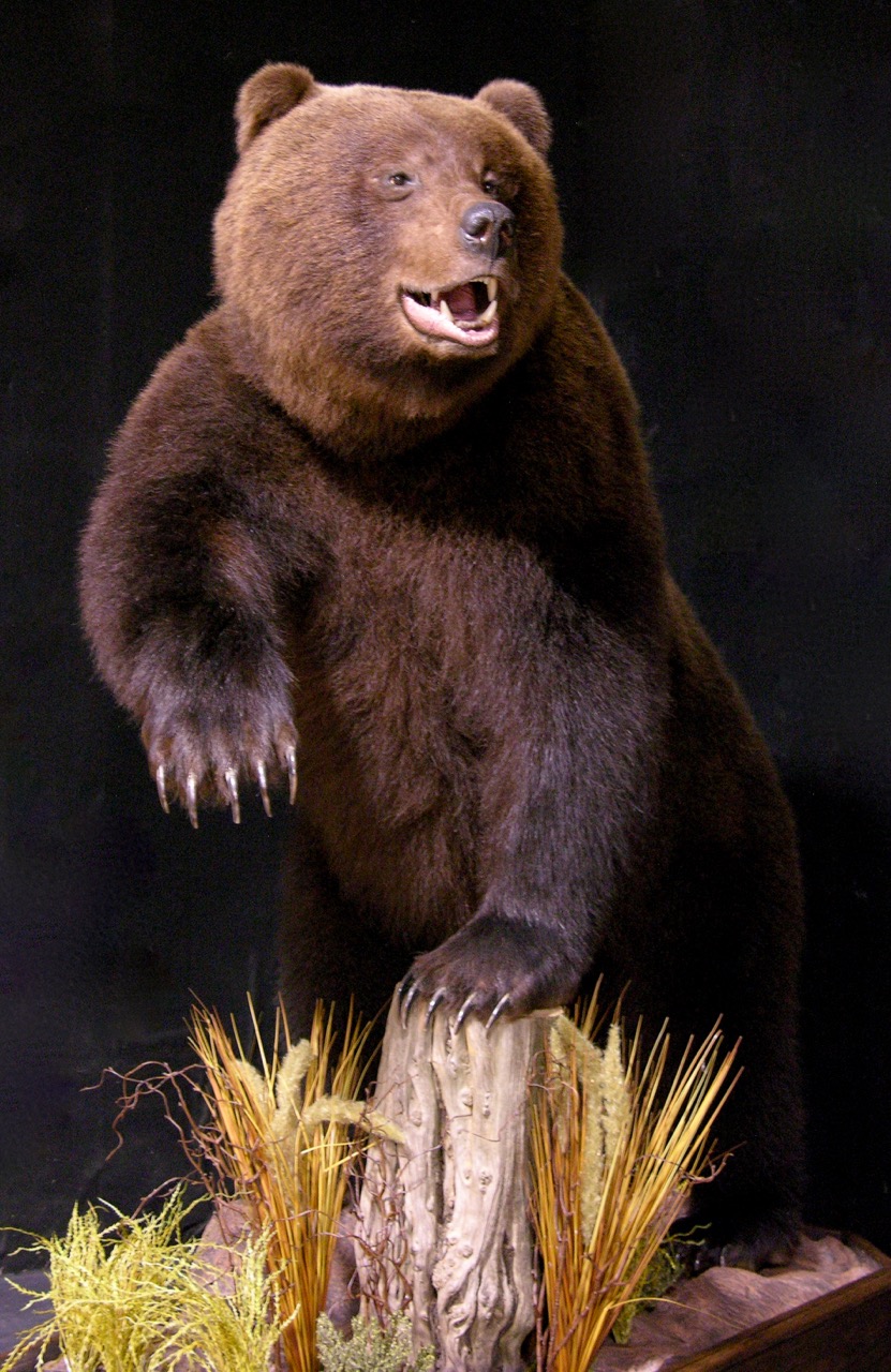 full mount bear taxidermy