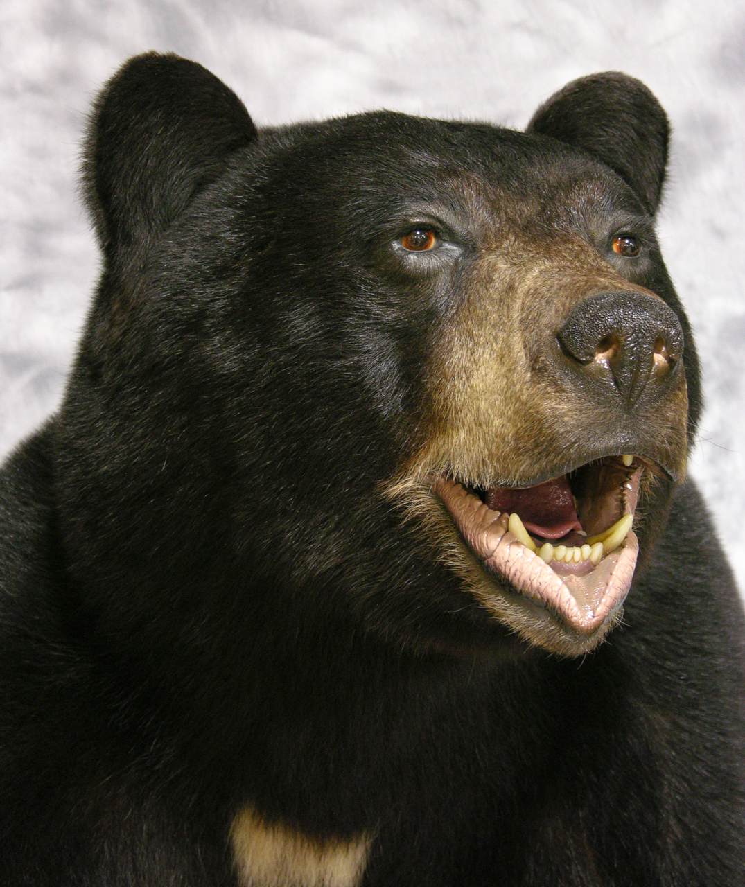 full size taxidermy bear