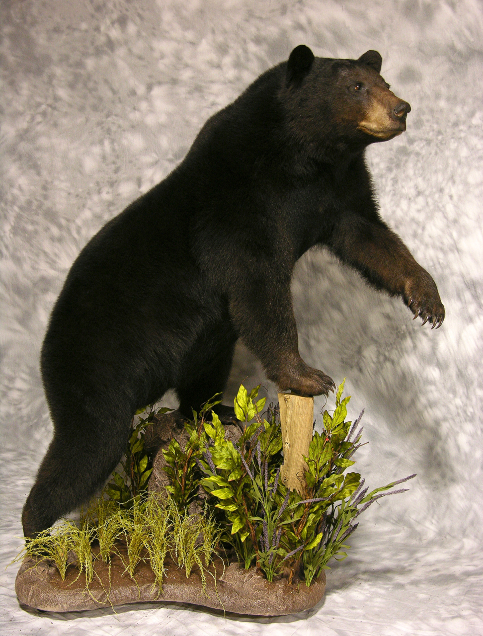 full size taxidermy bear