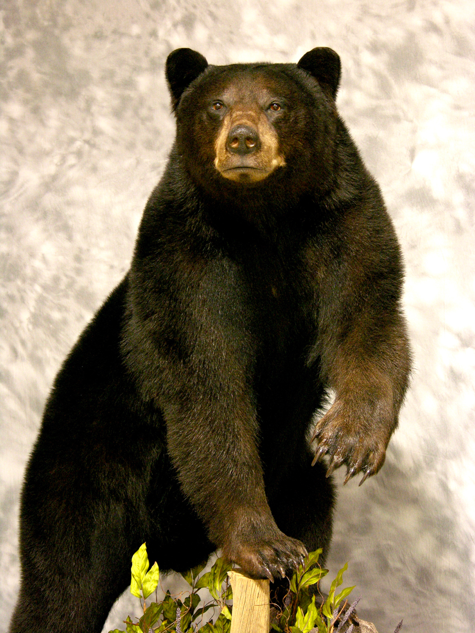 full bear taxidermy