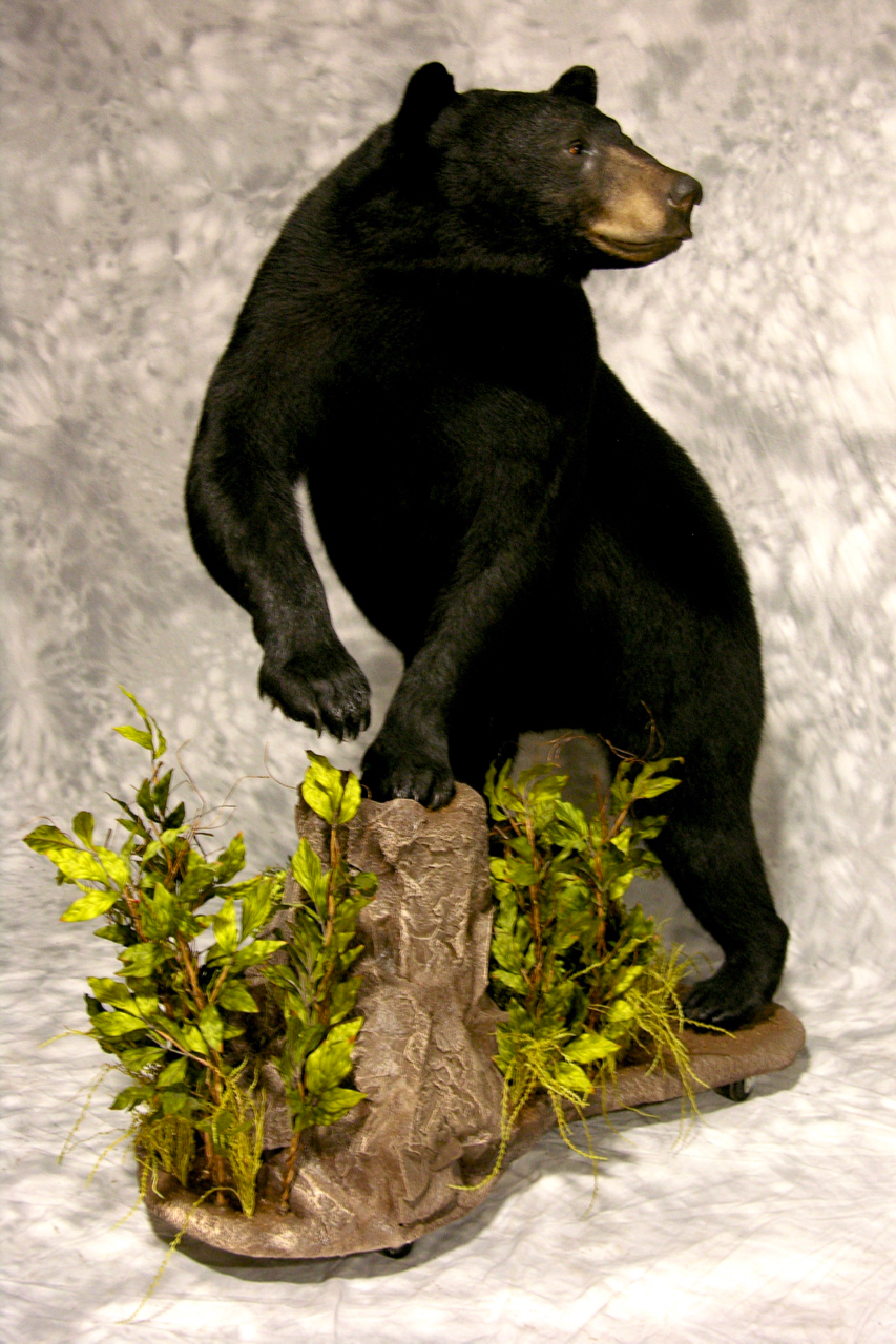 full size taxidermy bear