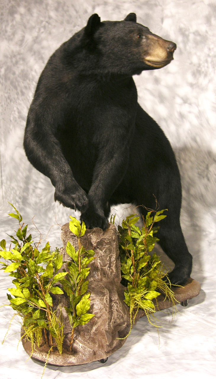 black bear life size mounts