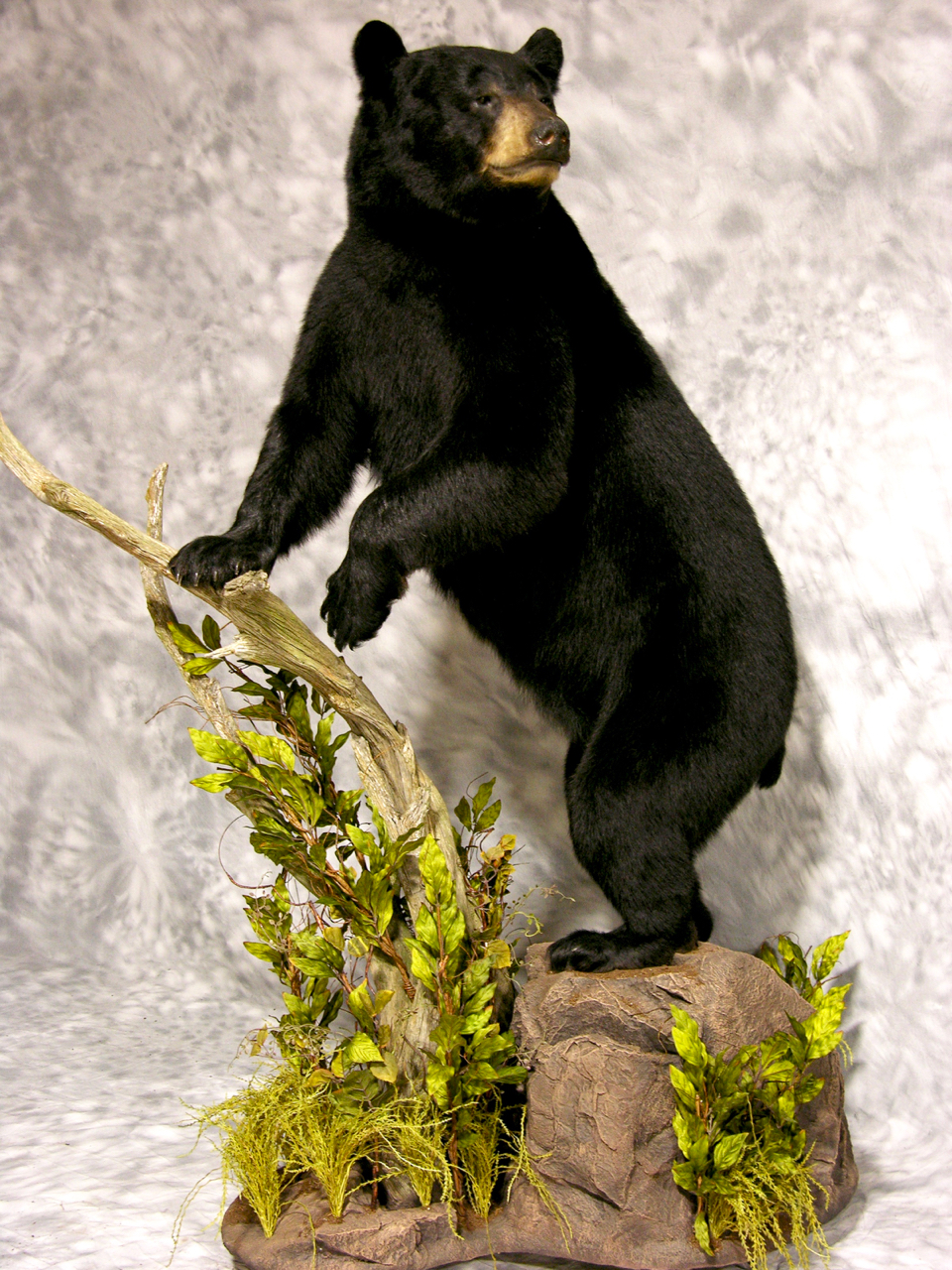 full size taxidermy bear