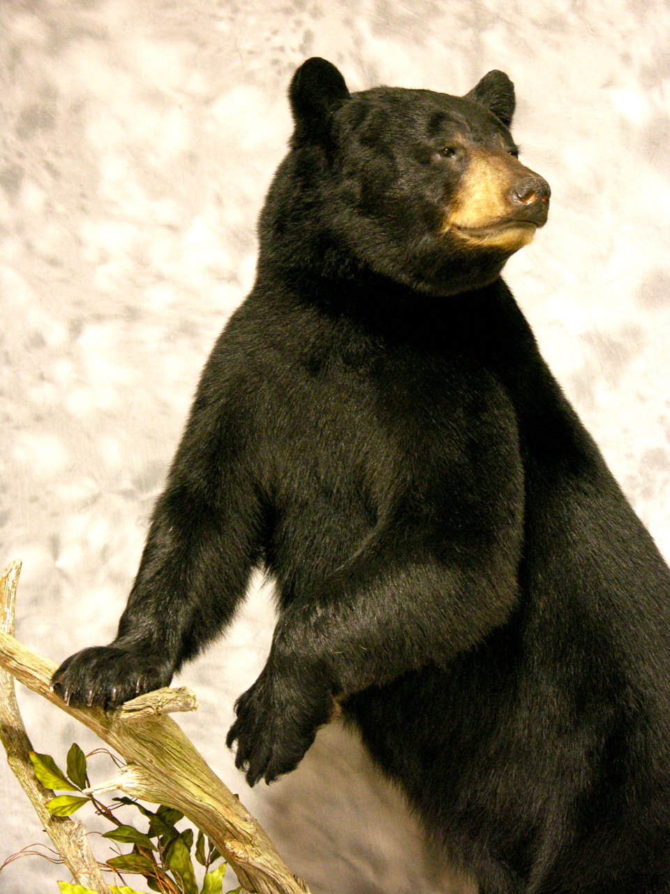 black bear life size mounts