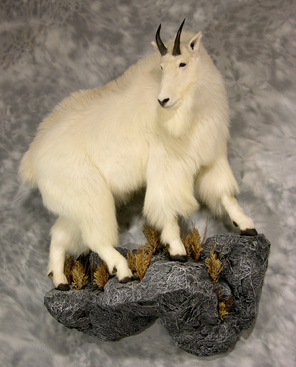 Beautiful Mountain Goat Life-size Taxidermy | AfricaHunting.com