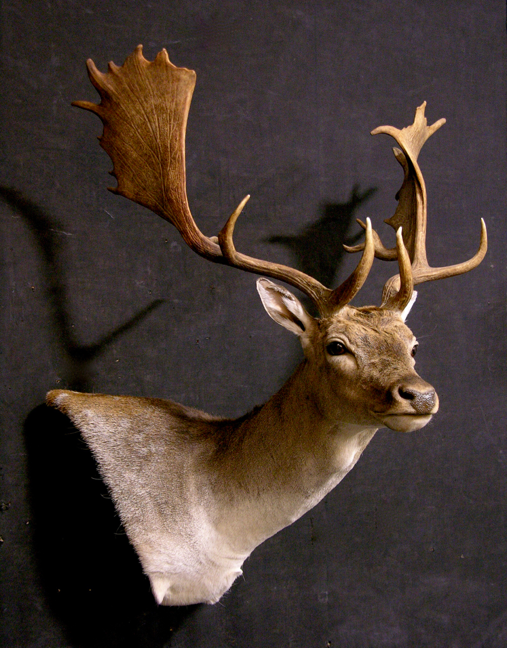 spanish-fallow-deer-taxidermy-mount-africahunting