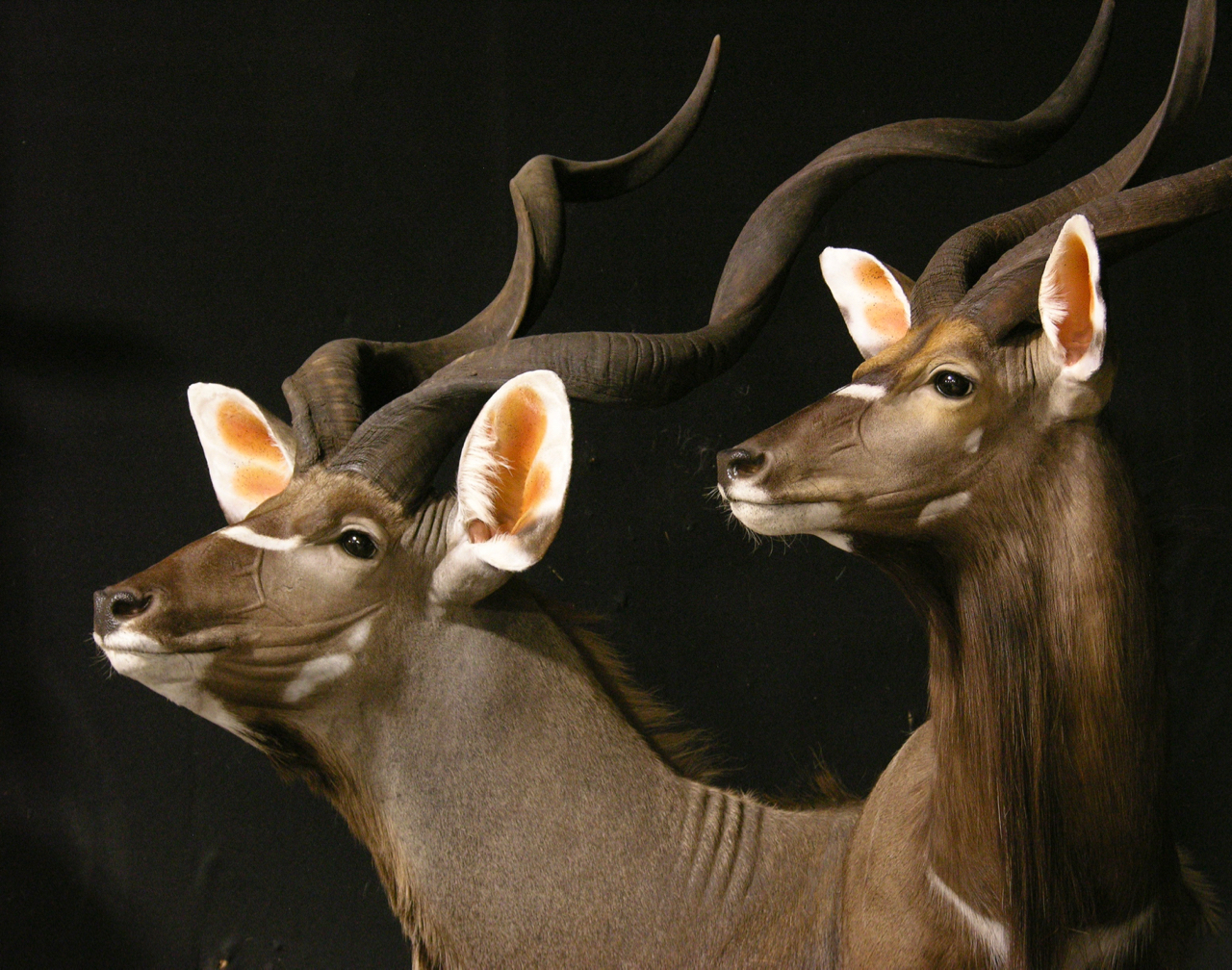 Kudu / Nyala Double Pedestal Taxidermy Mount | AfricaHunting.com