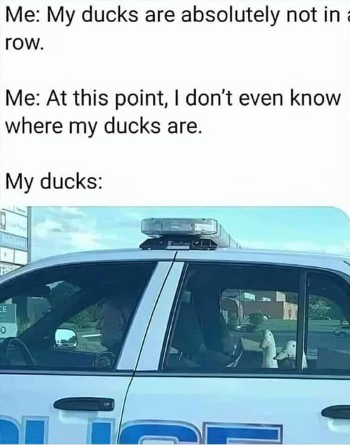 ducks meme.jpg