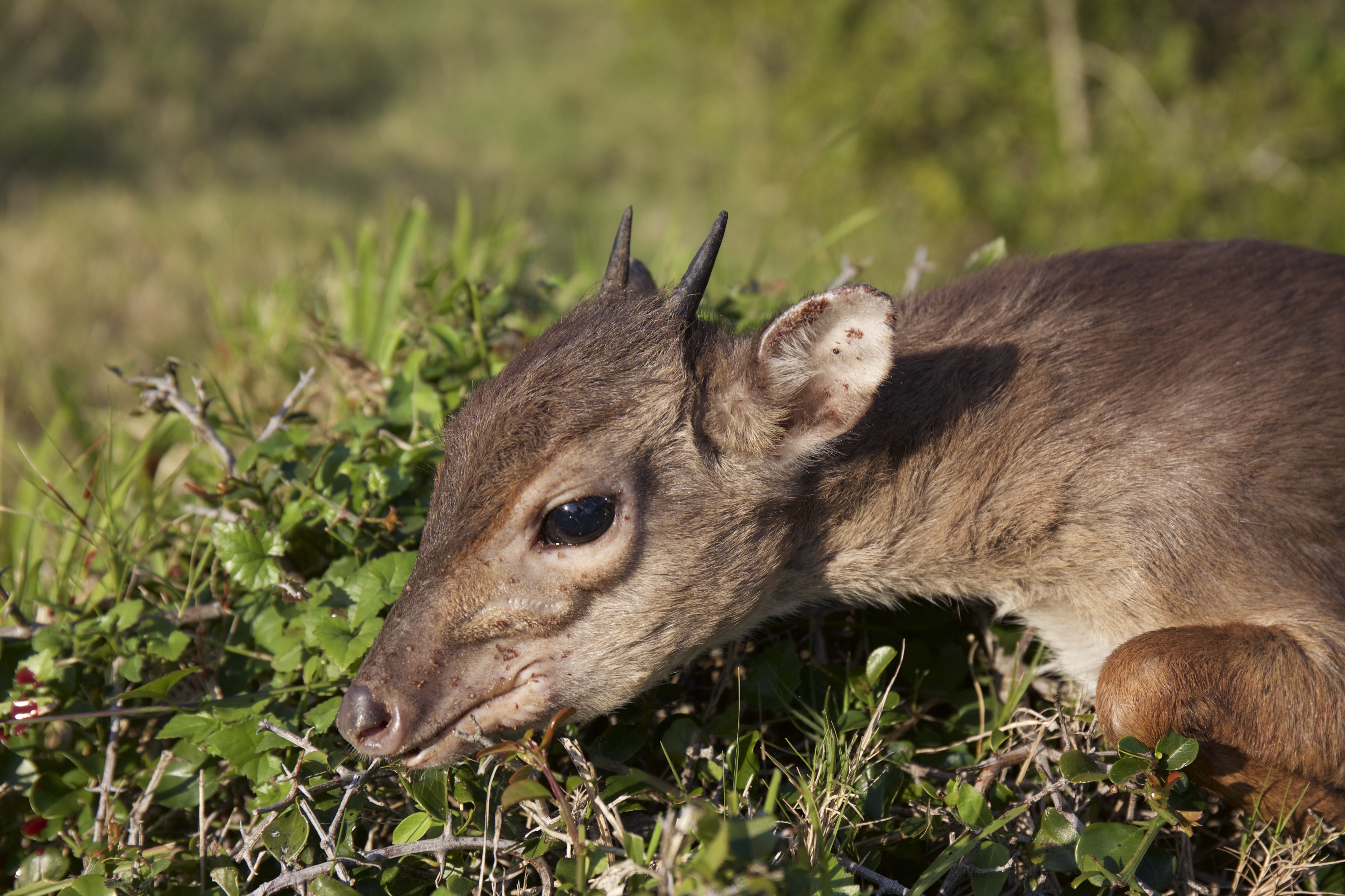 duiker close up.jpeg