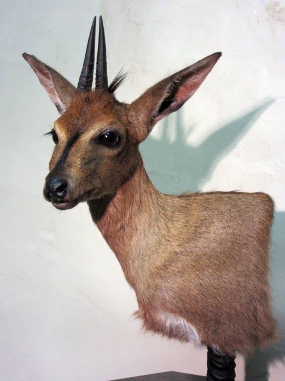 Duiker.jpg