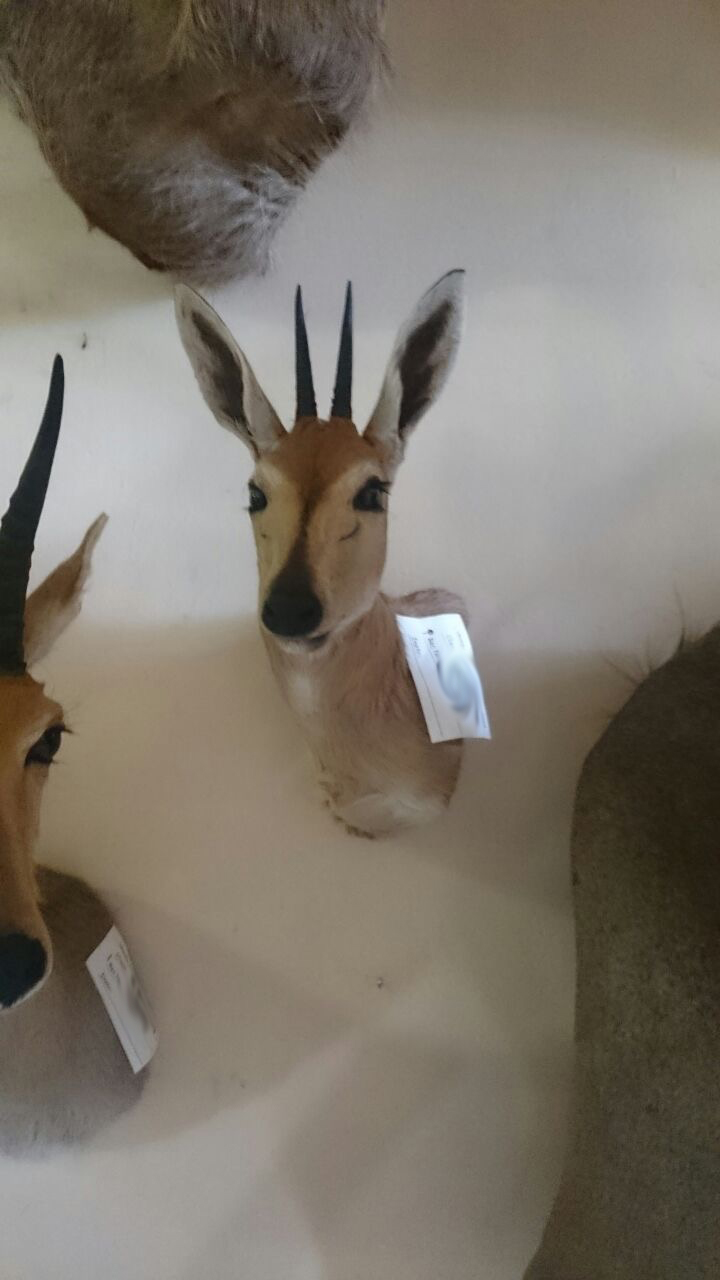 Duiker.jpg