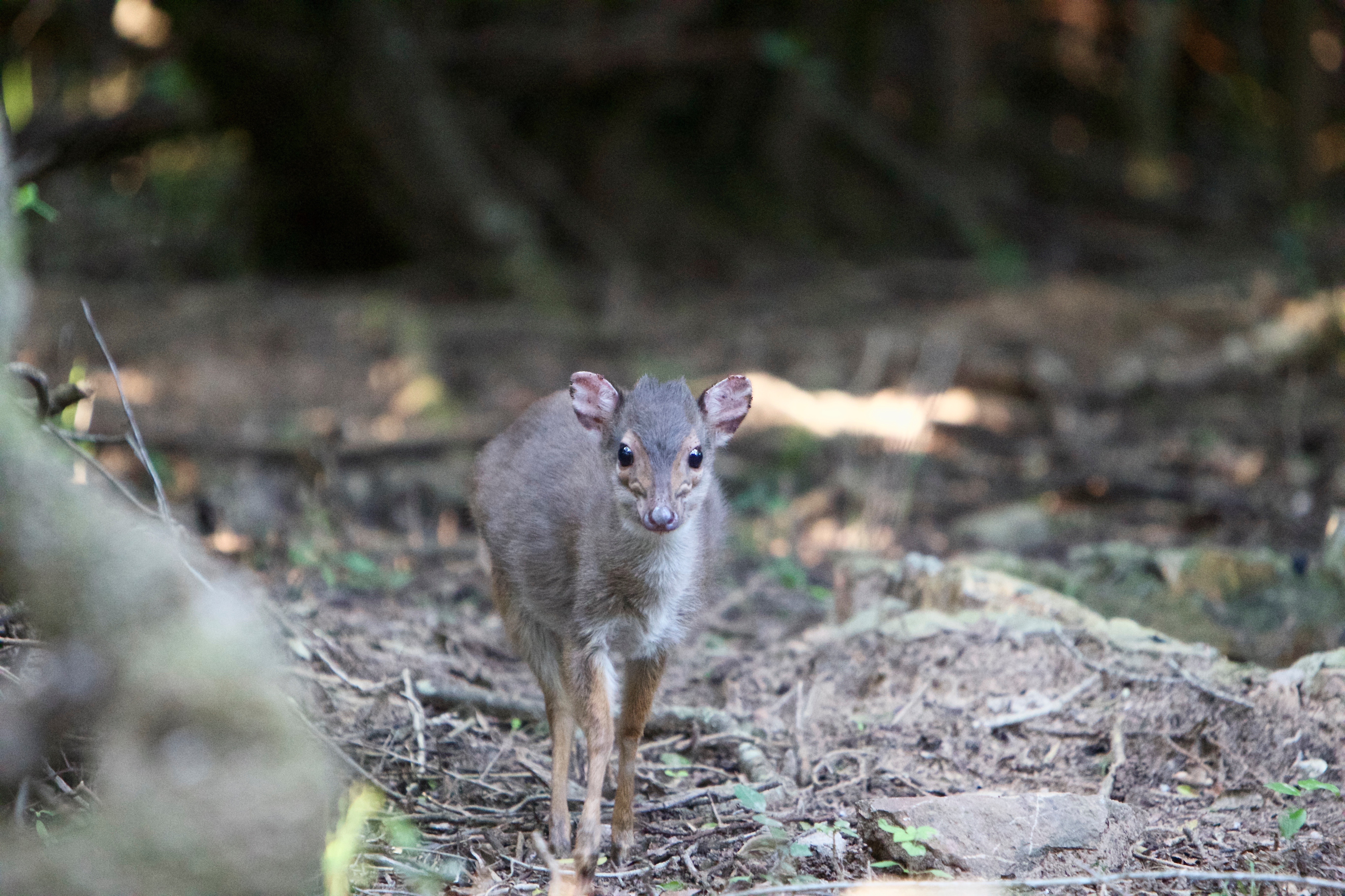 Duiker watching us.jpeg