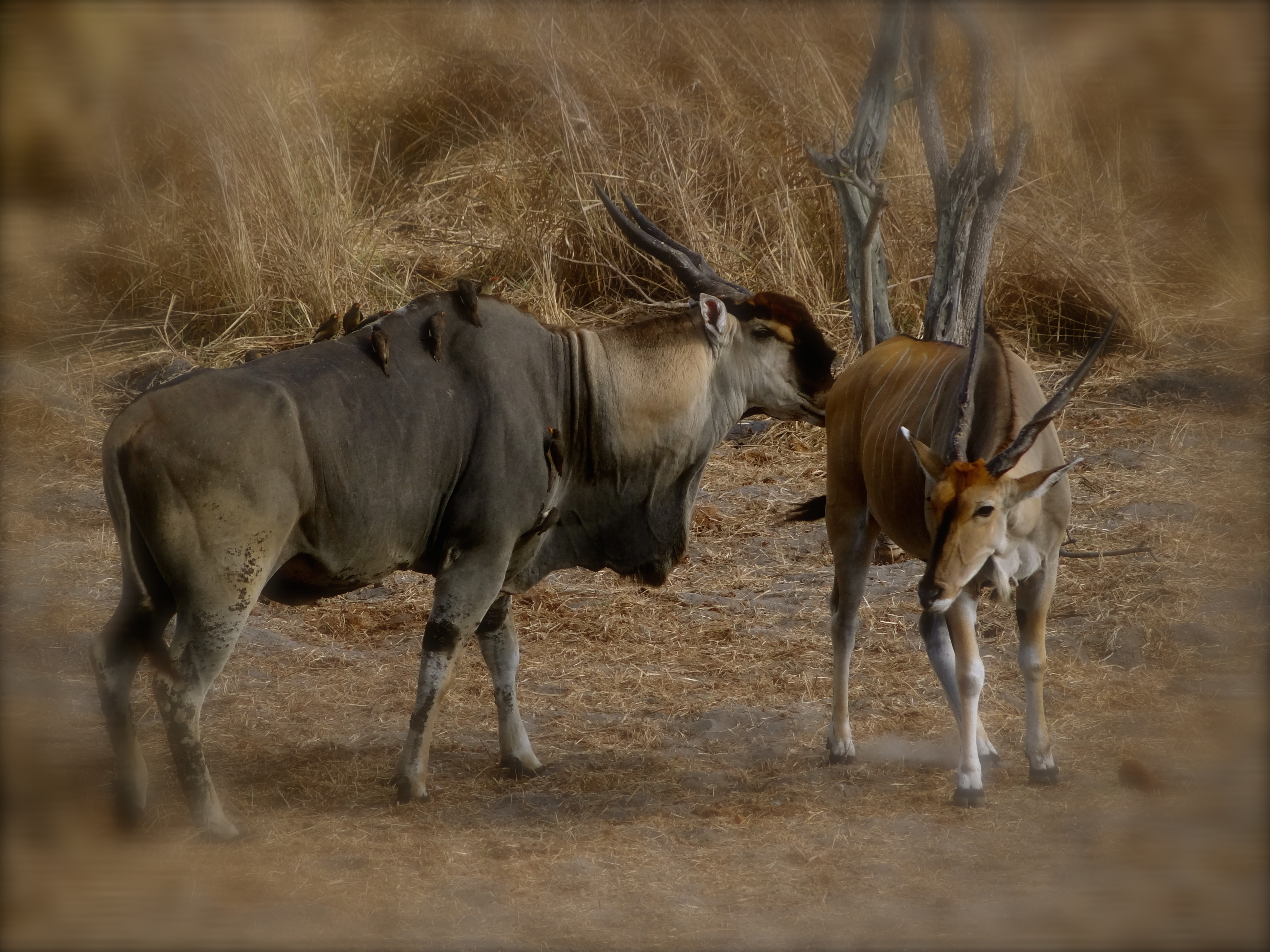 east african eland.JPG