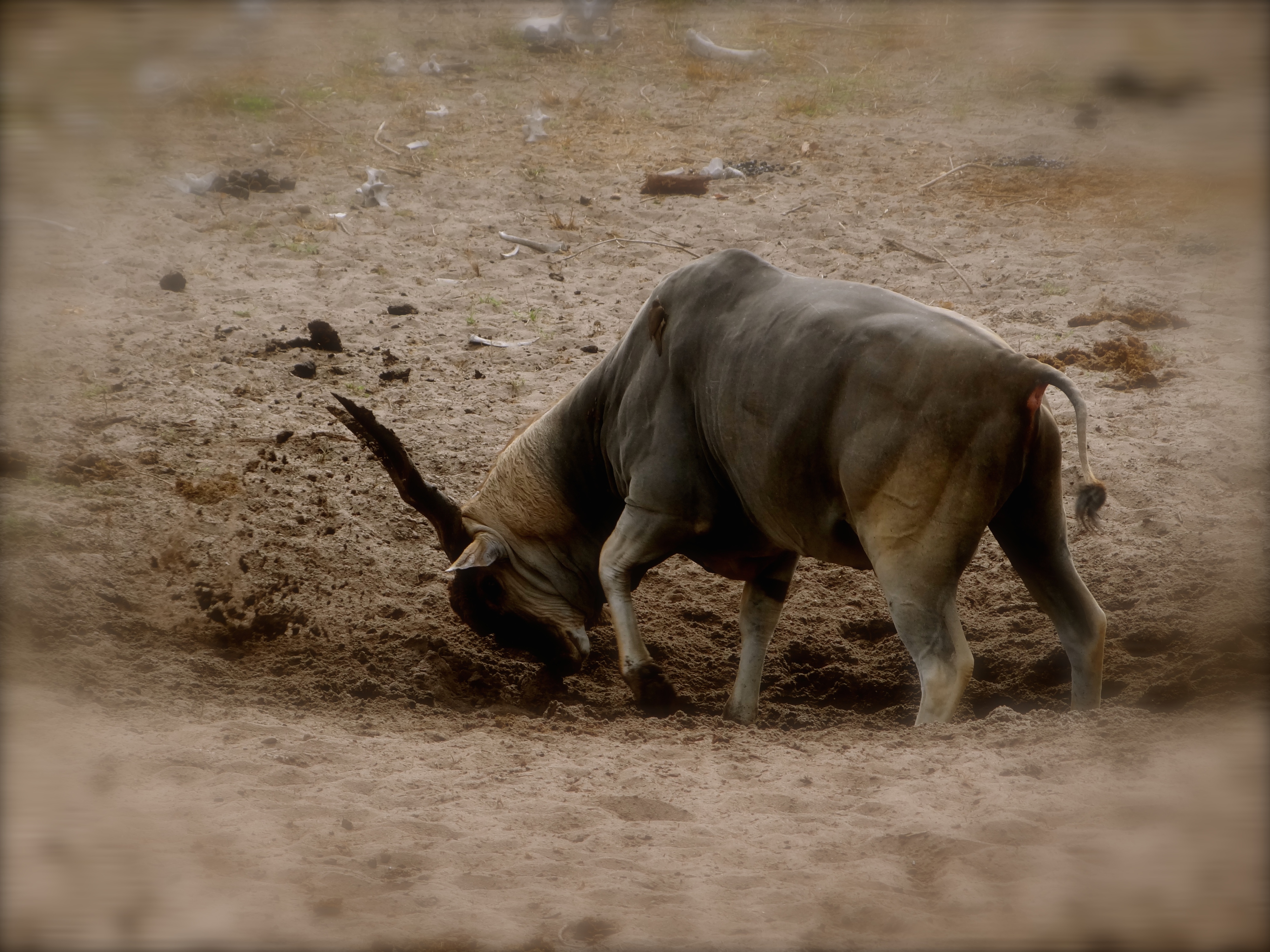 east african eland1.JPG