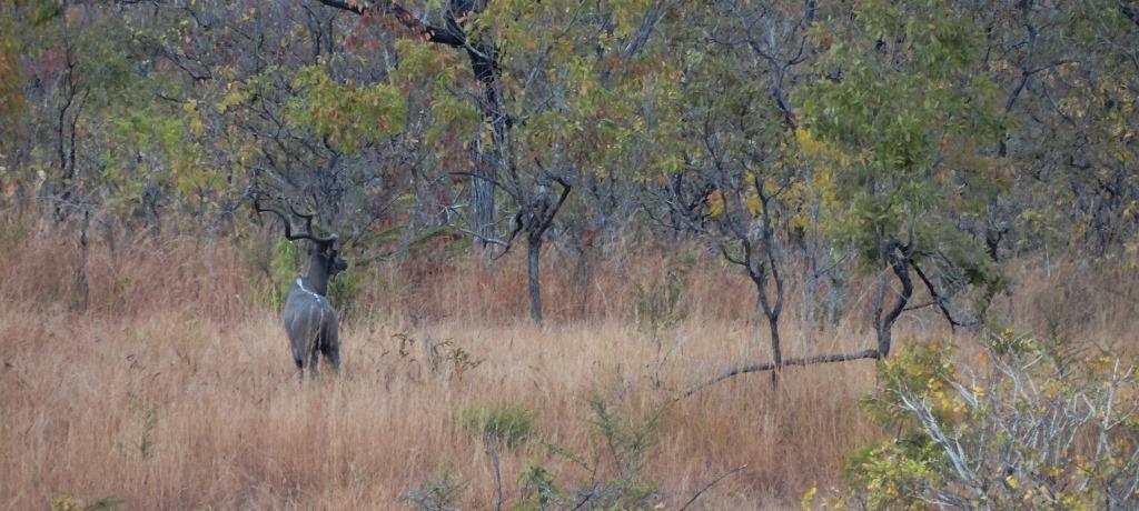 east african greater kudu (2).JPG