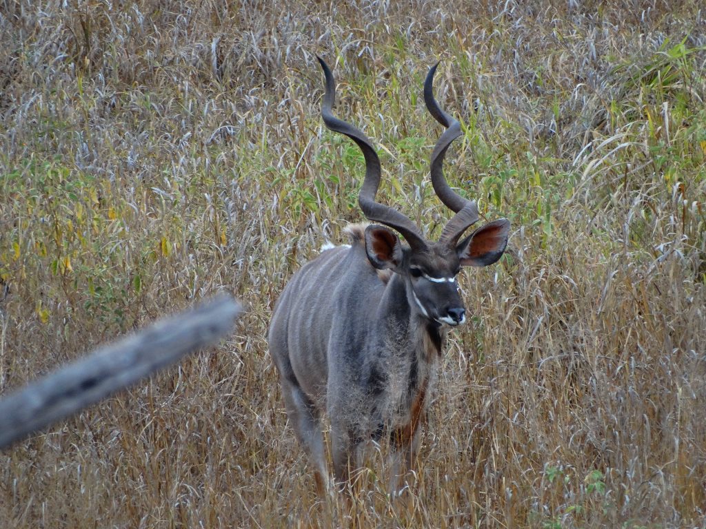 east african greater kudu (3).JPG