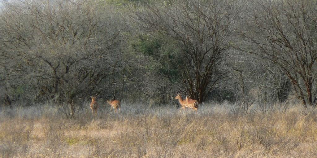 east african impala (2).JPG