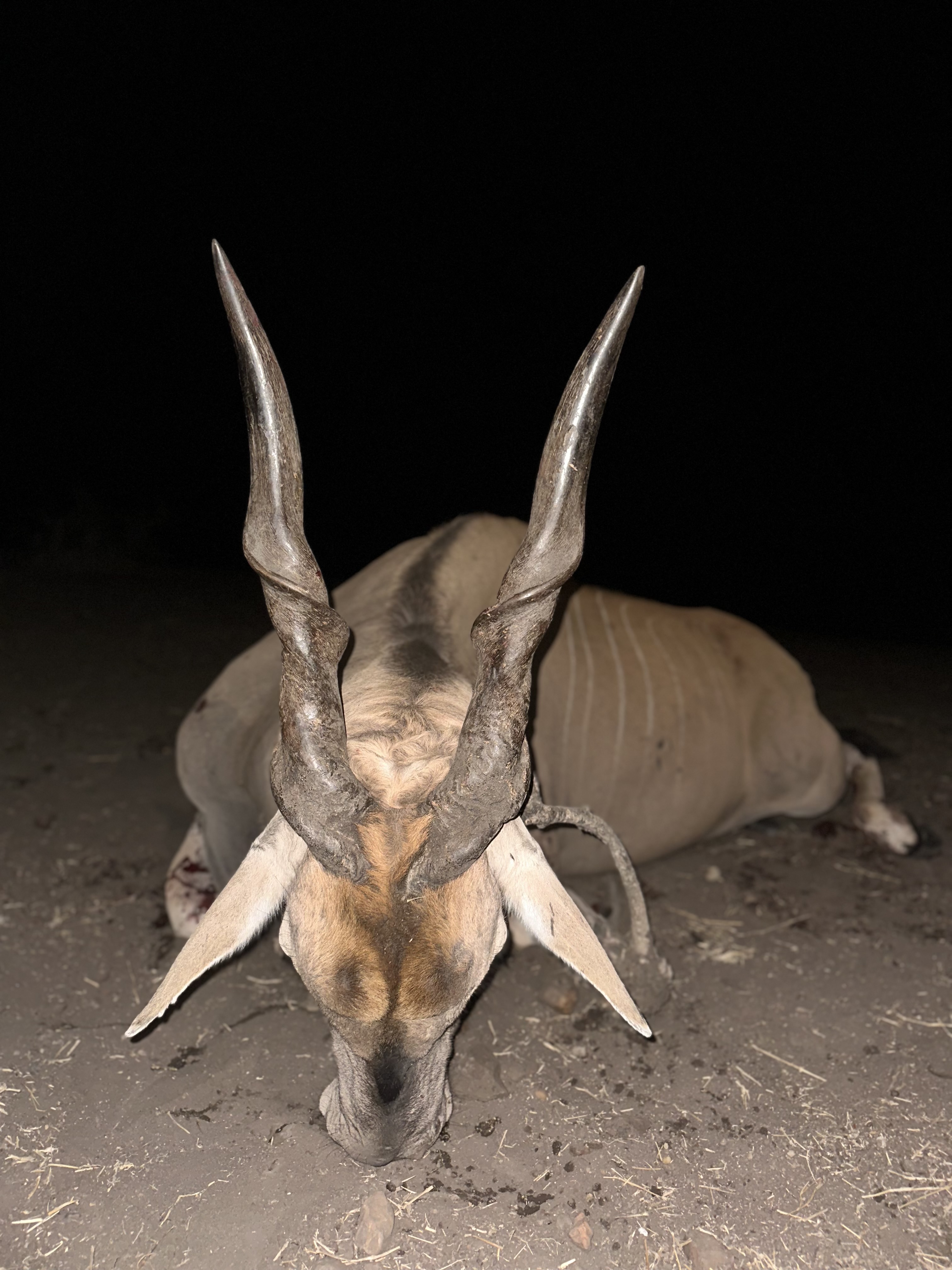 eland.jpg