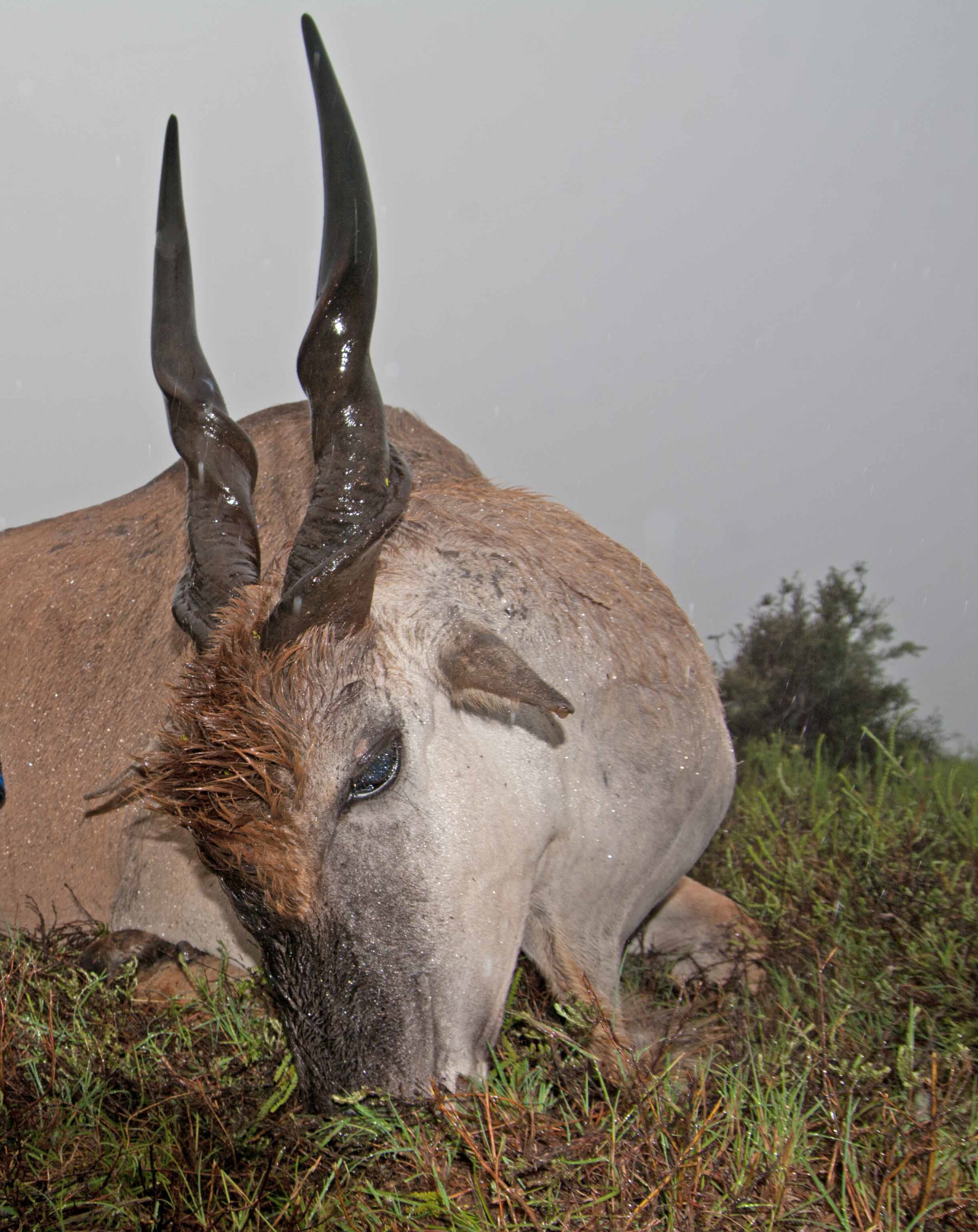 eland.png