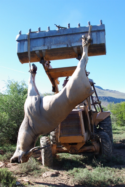 eland_bulldozer.jpg