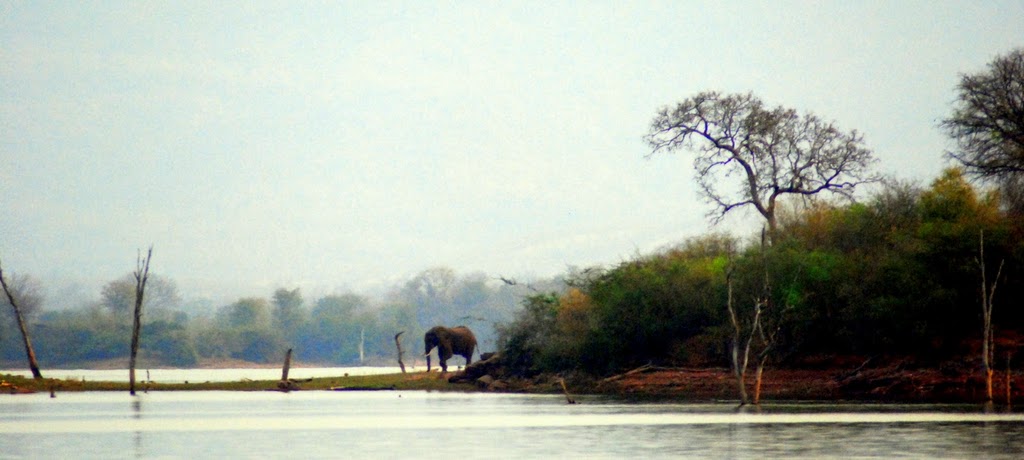 Elephant Kariba.jpg