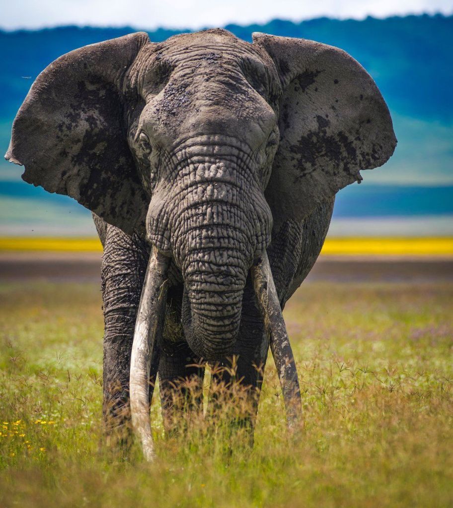 Elephant-Photography-13.jpg