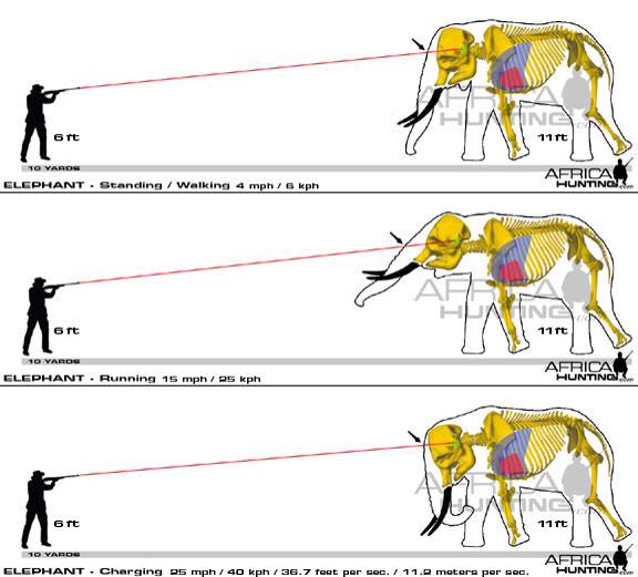 elephant-mock-charge-vs-real-charge-africahunting