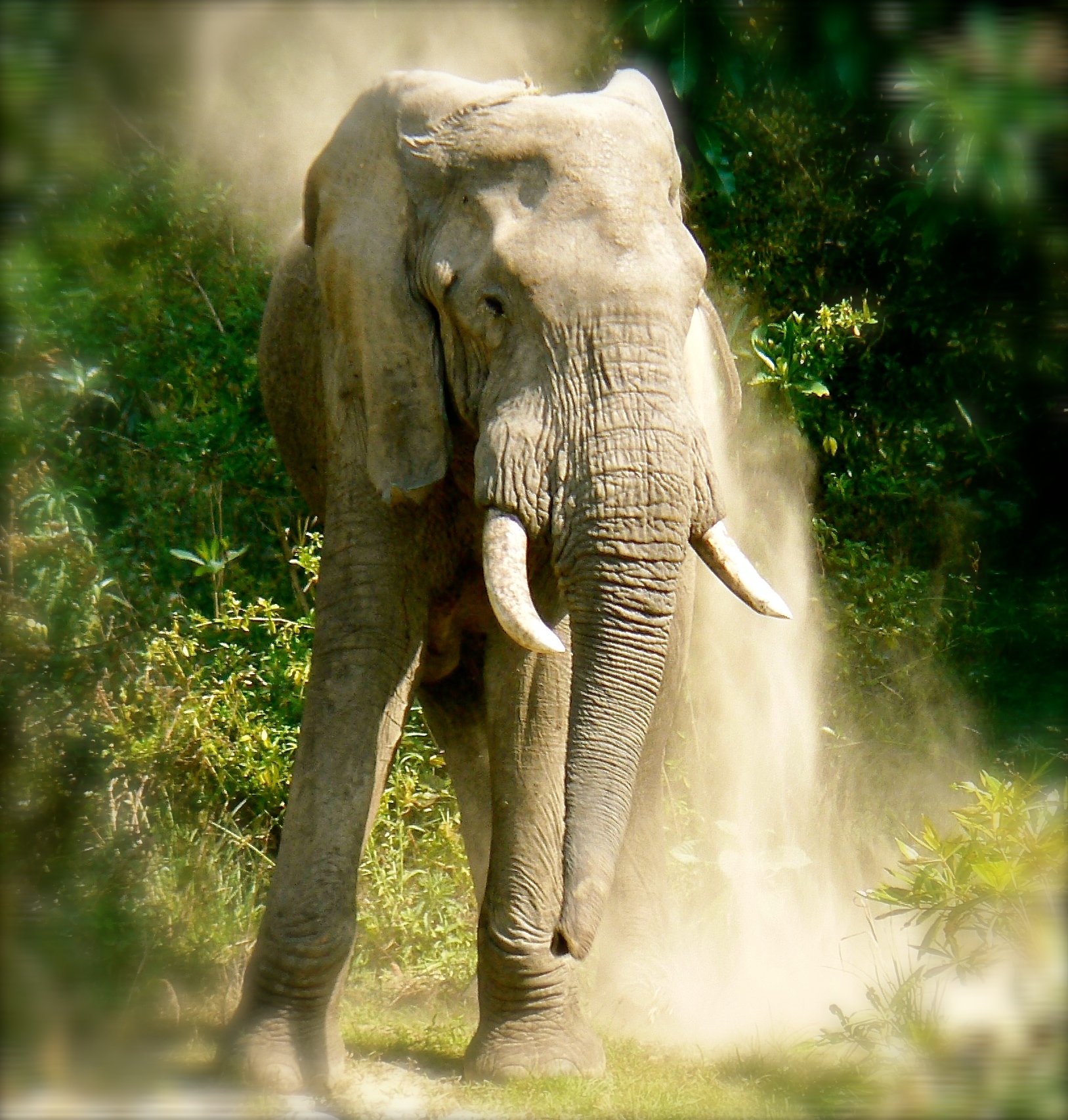 elephant1.JPG