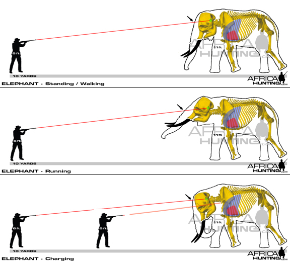 elephant_shot_simulation.jpg