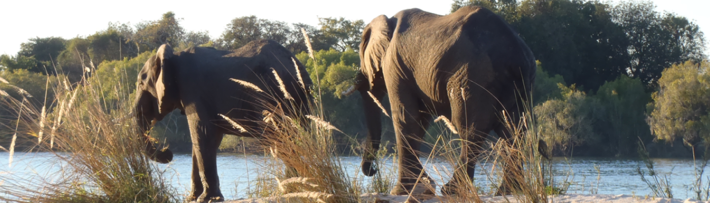 Elephants-1400x400.png