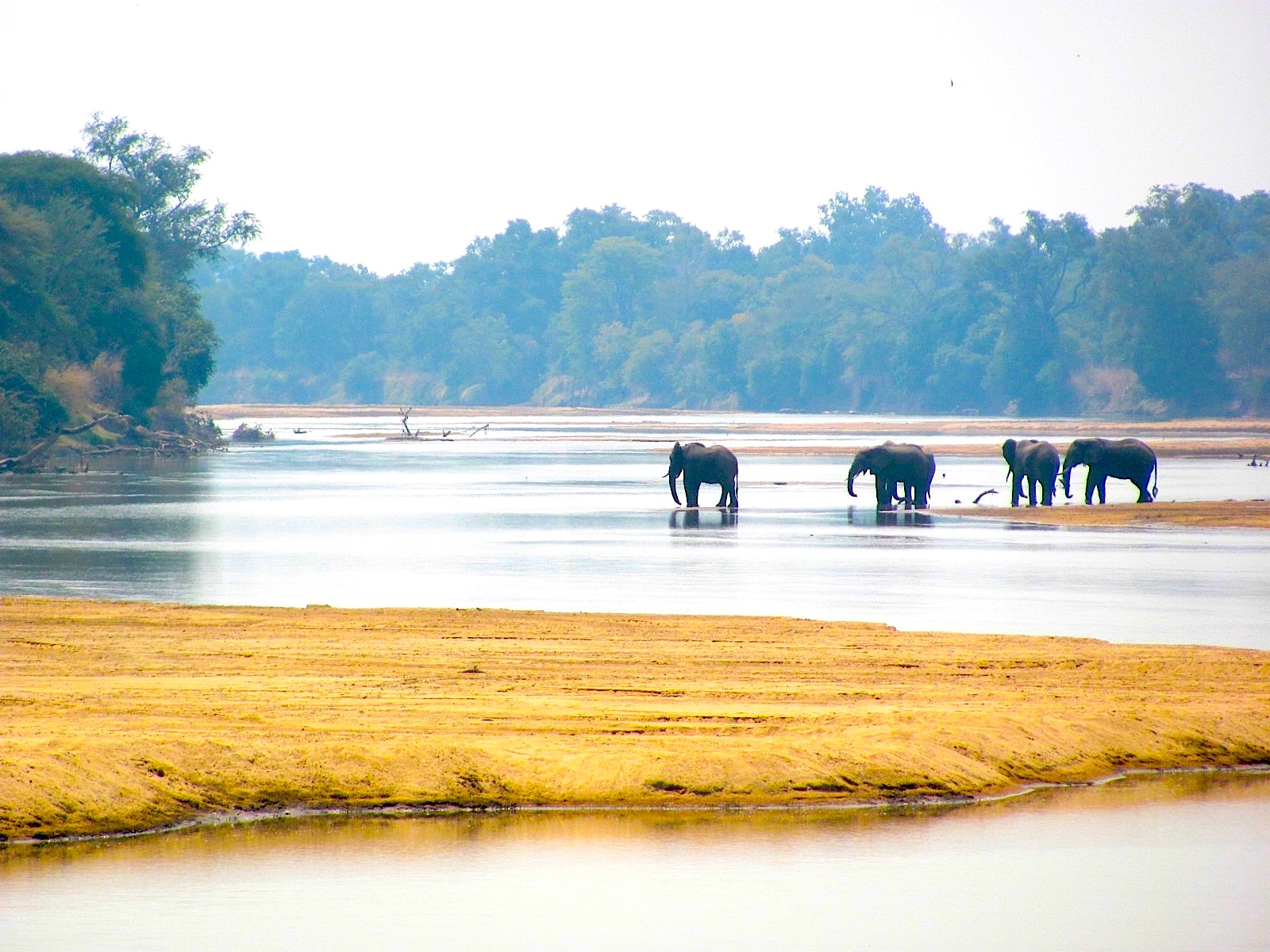 eles Zambia.JPG