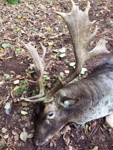 Fallow Deer 3.jpg