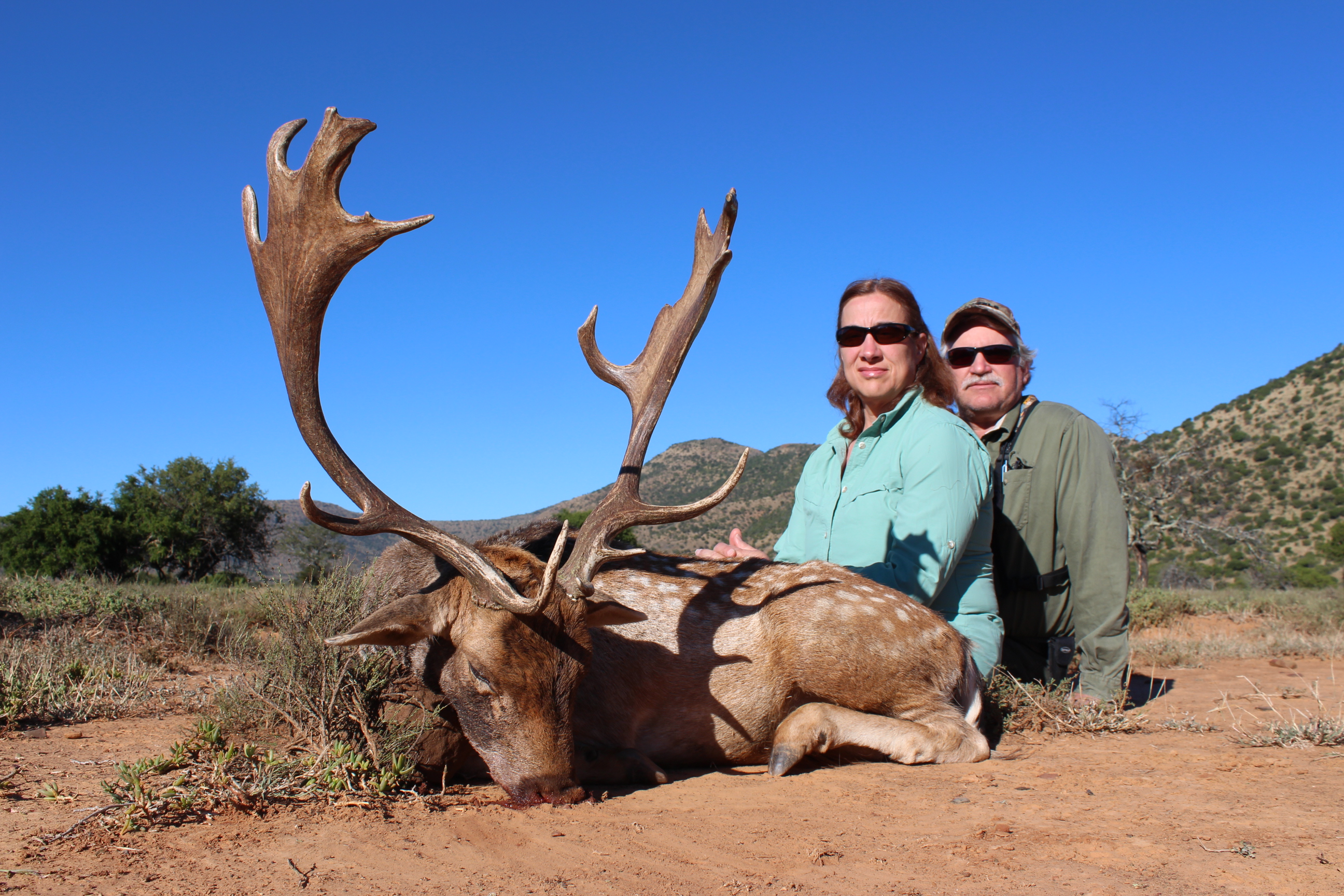 Fallow Deer East Cape April 2014.jpg