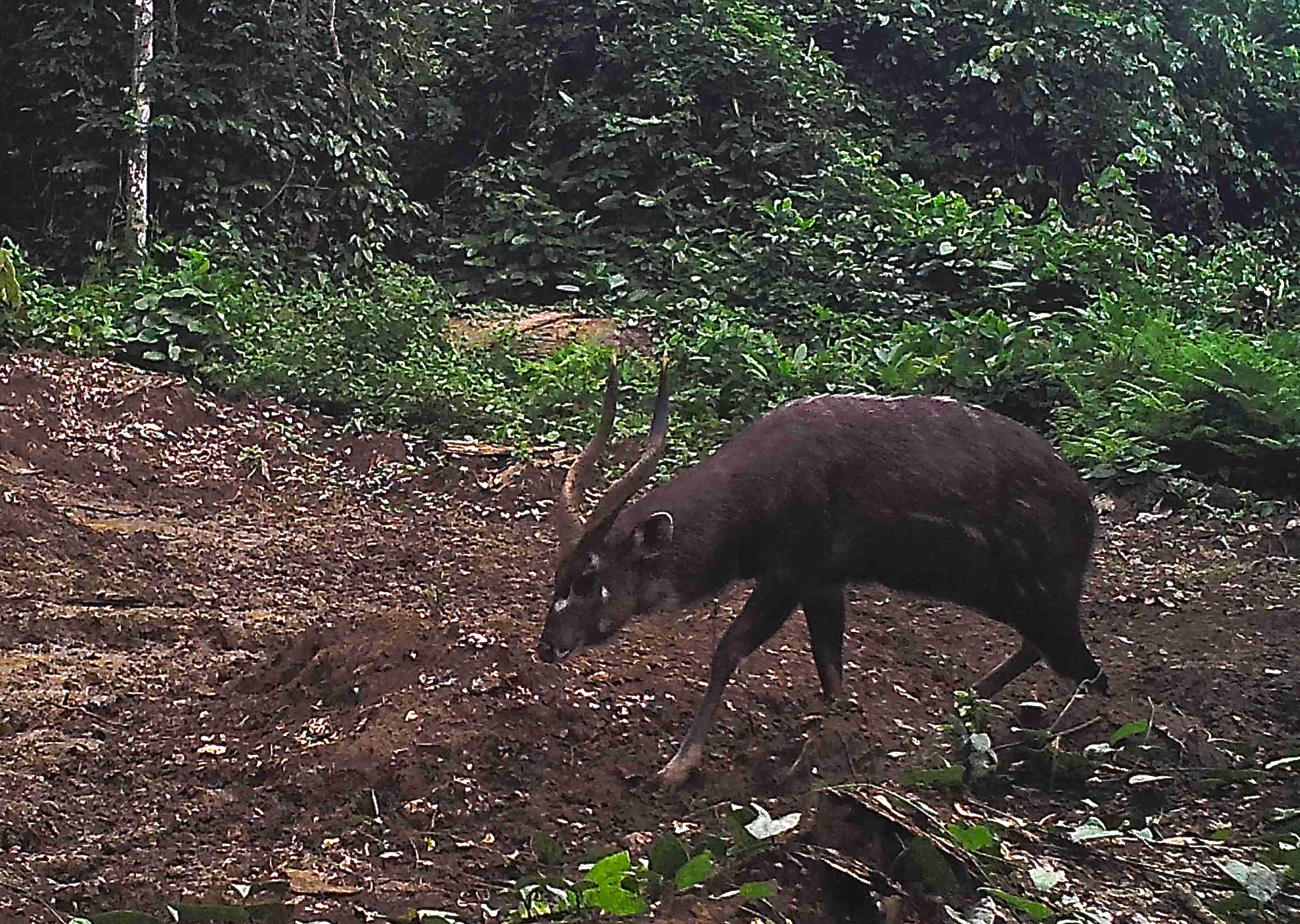 forest sitatunga 2.JPG