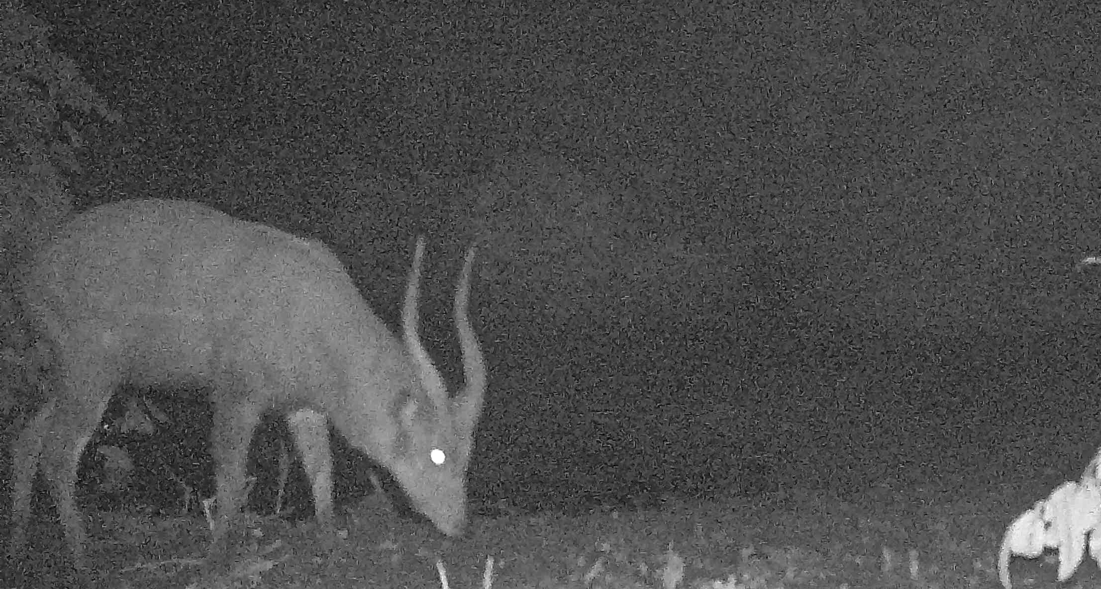 forest sitatunga.JPG