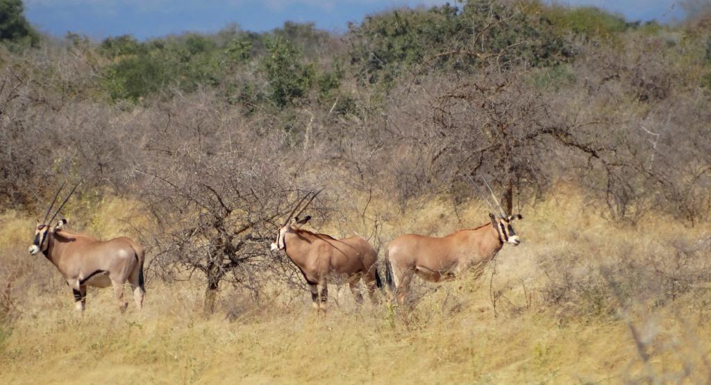 Fringe eared oryx (4).JPG