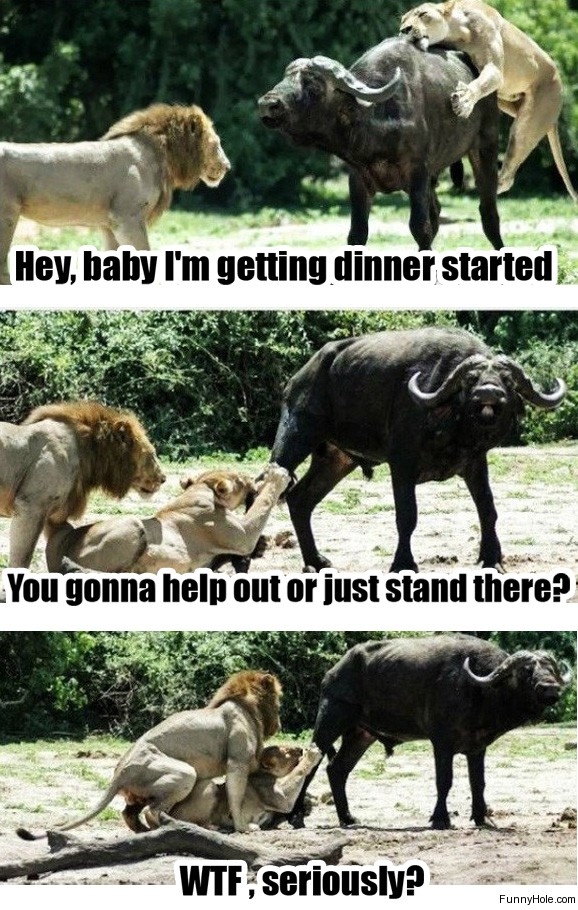 Funny-lions-hunting.jpg