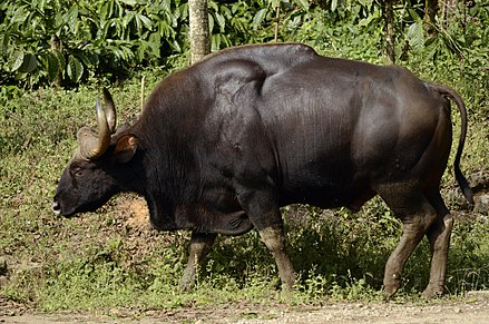 gaur.jpg