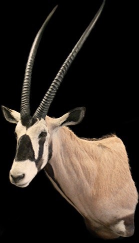 GEMSBOK 1 WR.jpg