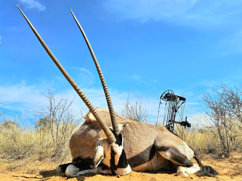 Gemsbok Bow.jpg