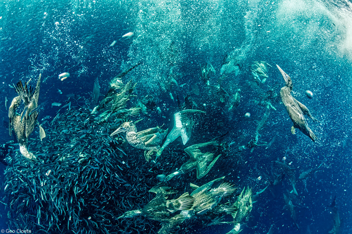 Geo-Cloete-Cape-gannets-gannet-attacking-a-sardine-bait-ball-Port-StJohns-1.jpg