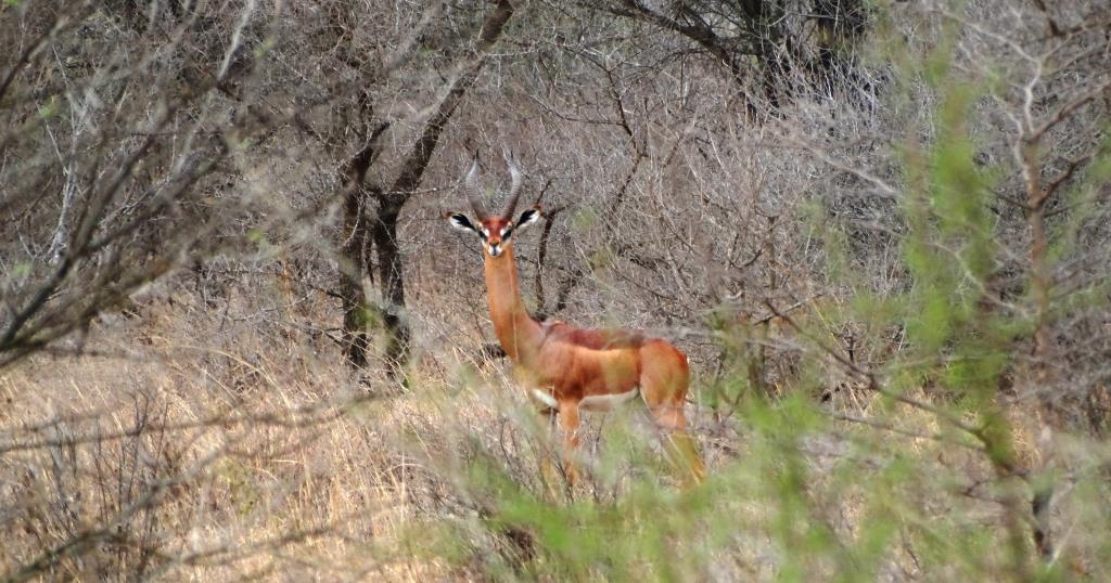 gerenuk (5).JPG