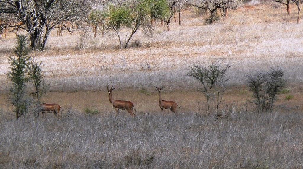 gerenuk (6).JPG