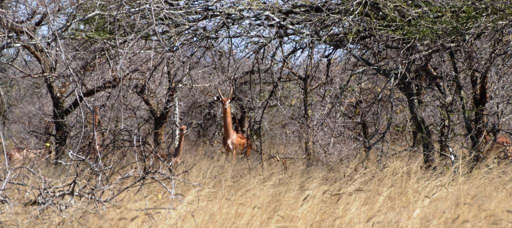 Gerenuk.JPG