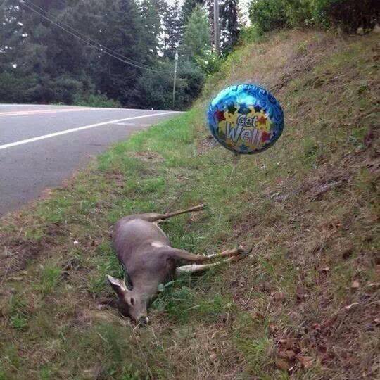 get well deer.jpg