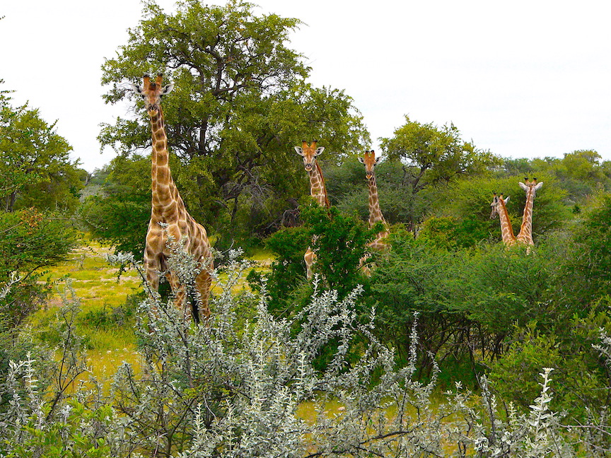 Giraffe in Kalahari.jpeg