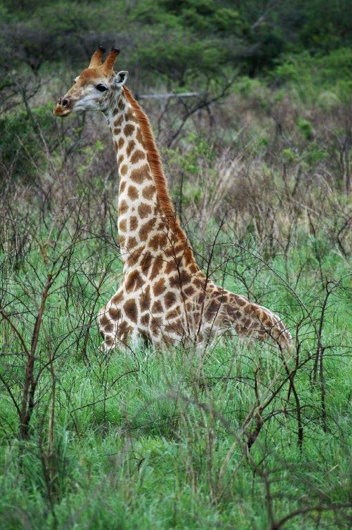 Giraffe not enjoying the weather at his elevation that day. .jpg