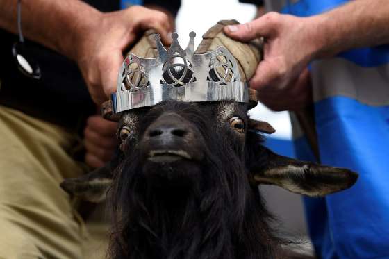 goat w crown.jpg