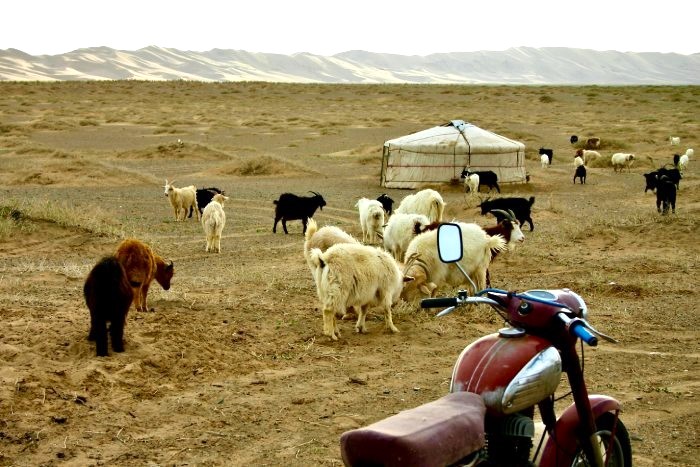 Gobi-Desert-Motorcycle-Goats.jpg